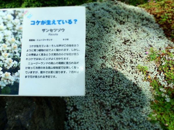 咲くやこの花館に大阪ボディケア整体スクールの講師が訪れました。