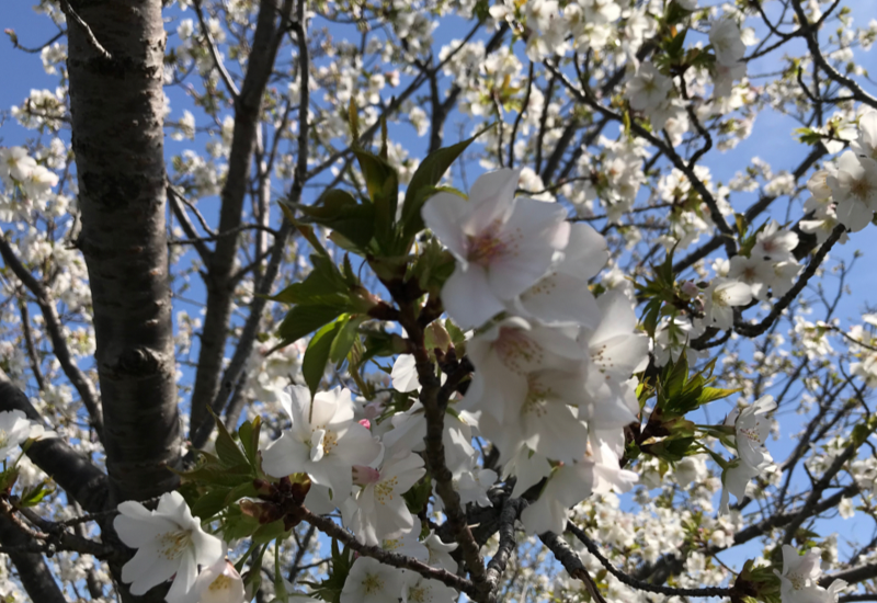 石川県から足つぼ、もみほぐし講習受講のブログ/桜